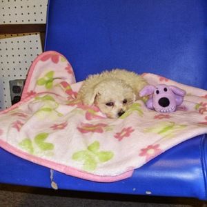 Meet your Posher, Natalie